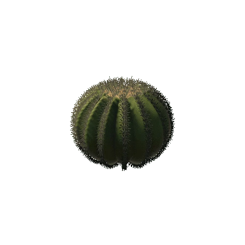 Ball Cactus 01